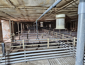 Rekonstrukce haly chovu prasat